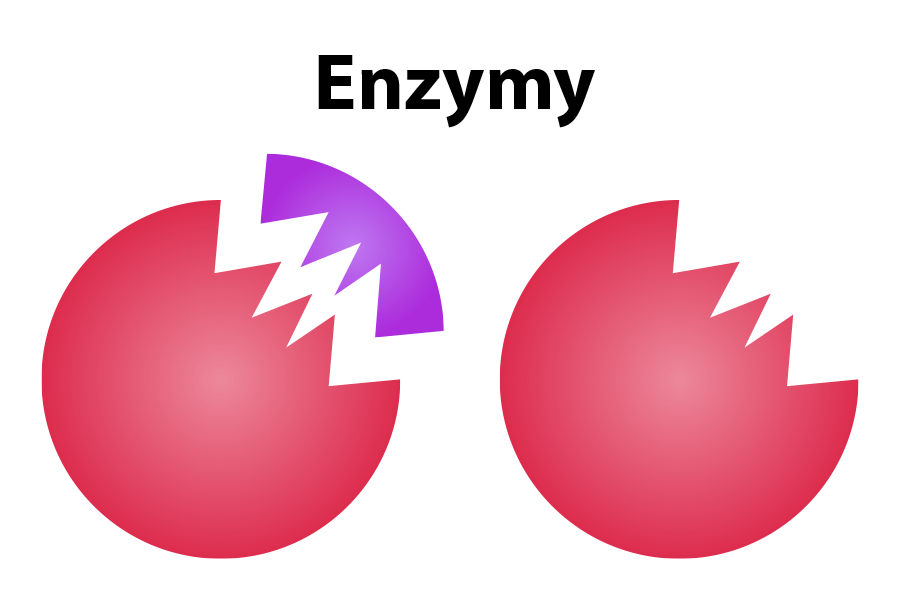 Funkcje enzymów